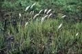 Imperata cylindrica